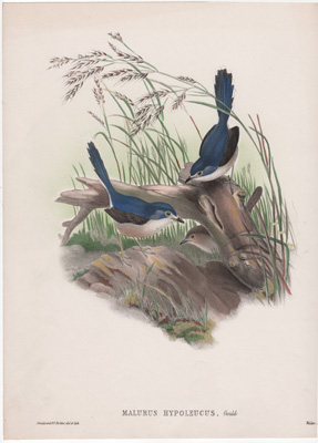 MALURUS HYPOLEUCUS {Lovely Wren or Lovely Fairy-wren}  by John Gould
